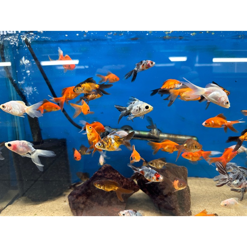 Assorted Fantail Goldfish (Small)