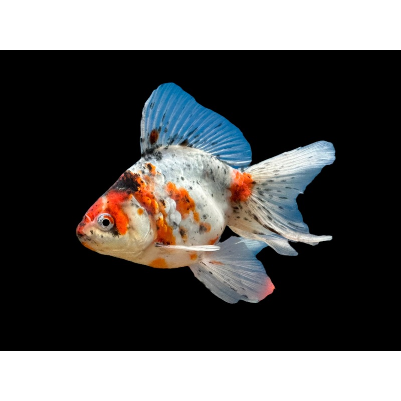 Assorted Ryukin Goldfish
