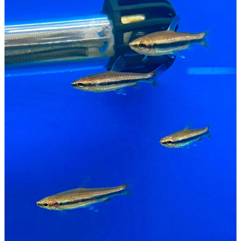 Beckford's Pencilfish