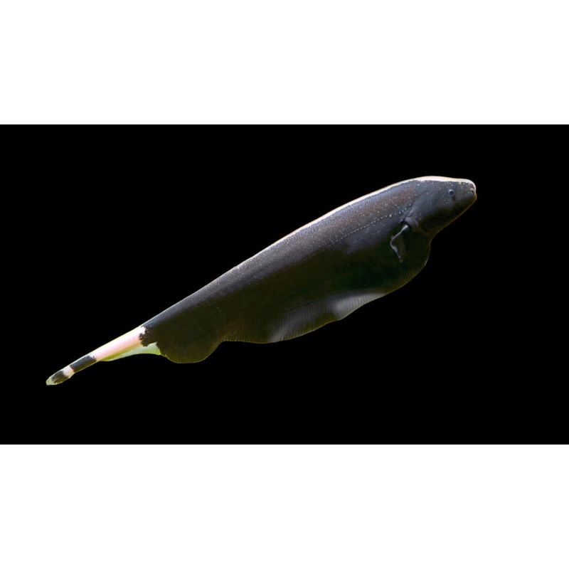 Black Ghost Knife (Apteronotus albifrons)