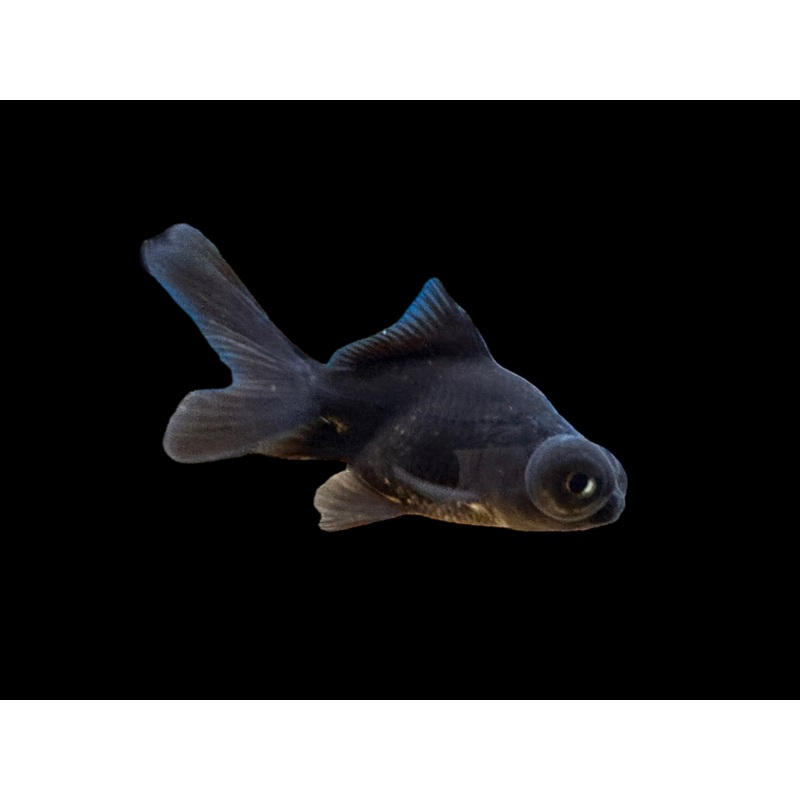 Black Moor Goldfish