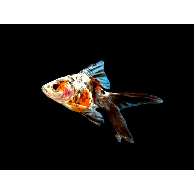 Calico Ryukin Goldfish (Small)