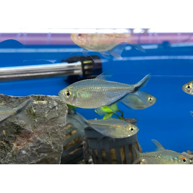 Costae Tetra