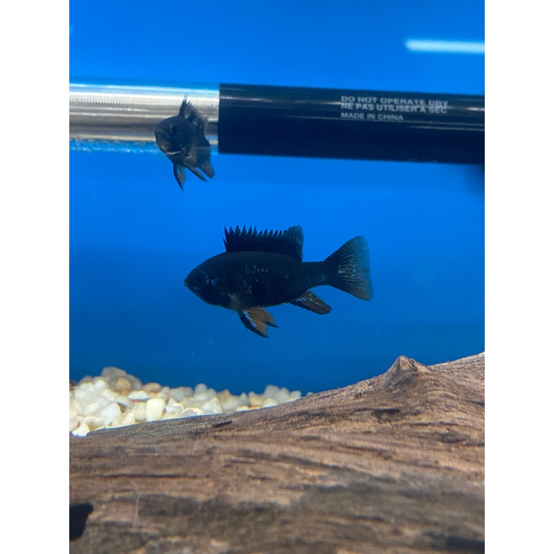 Dark Knight Ram (Local Bred)