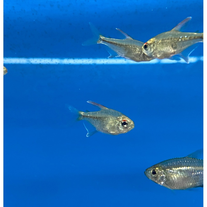Diamond Tetra XL