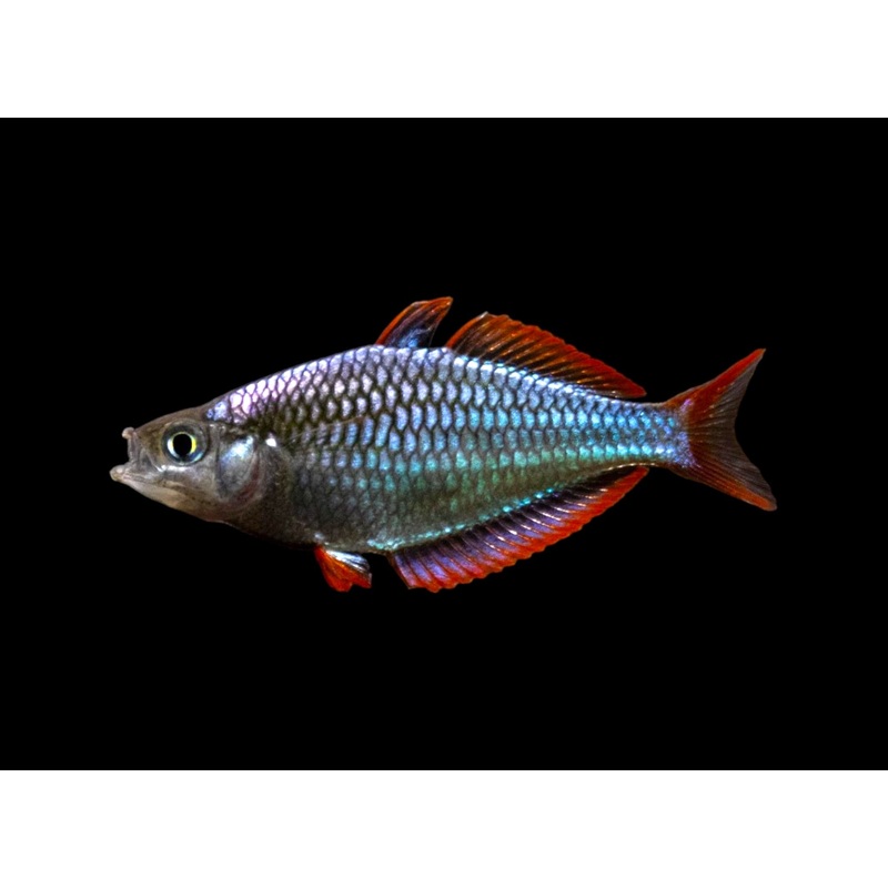 Dwarf Neon Rainbow
