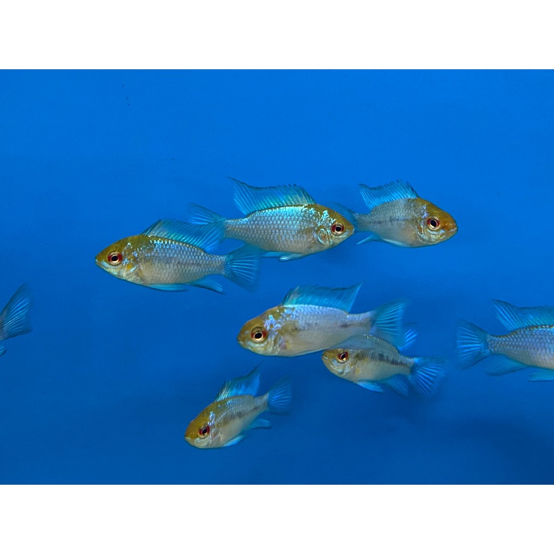 Electric Blue Ram (Locally Bred)