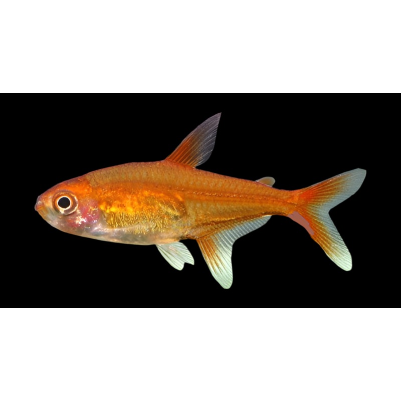 Ember Tetras