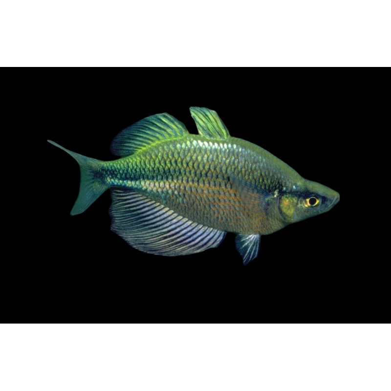 Emerald Rainbow (Glossolepis wanamensis)