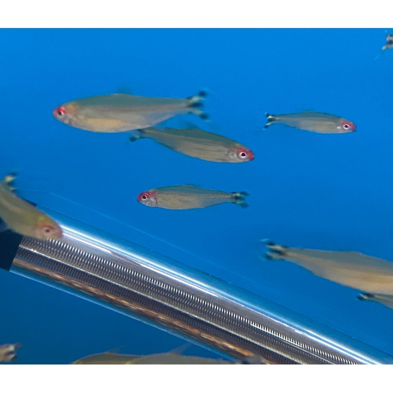 False Rummynose Tetra