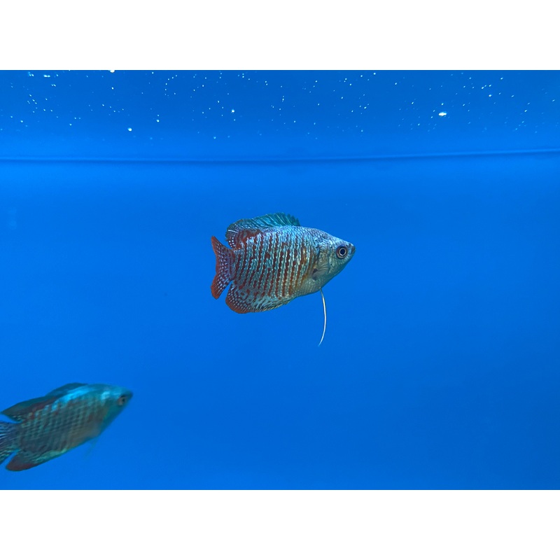 Fire & Ice Dwarf Gourami