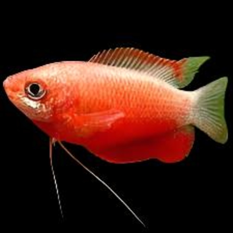 Fire Red Thick Lipped Gourami