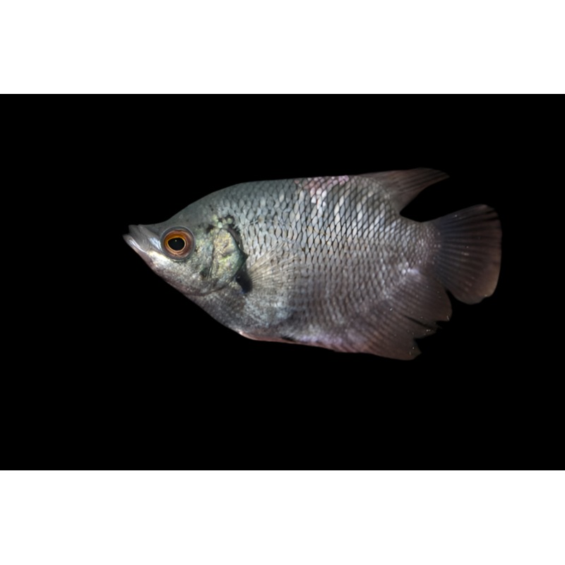 Giant Gourami