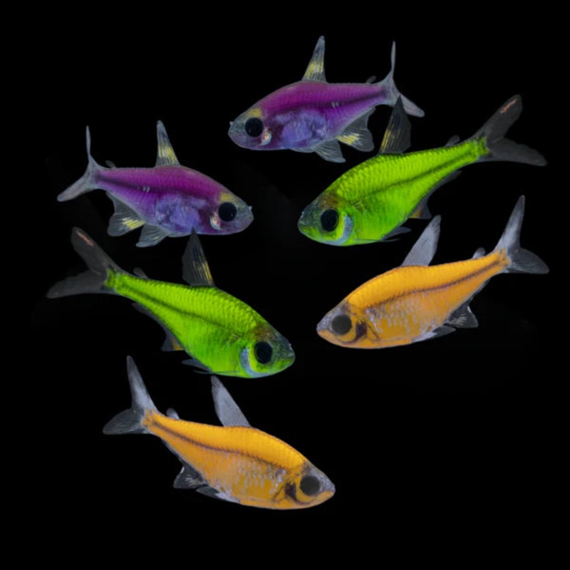Glo Pristella Tetra (Assorted Colours)