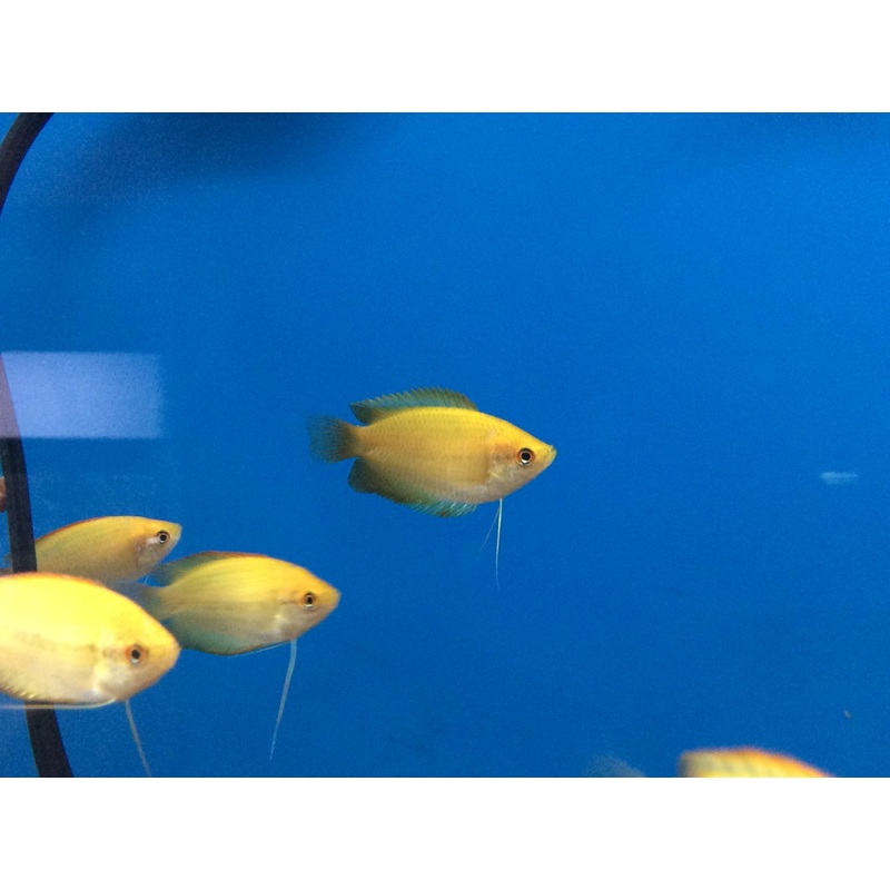 Gold Honey Gourami