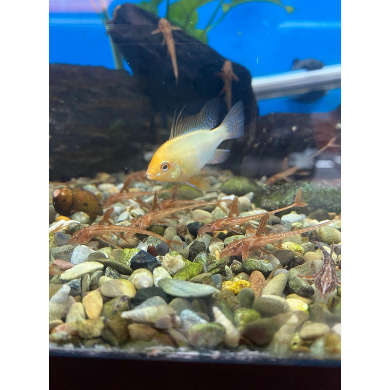 Gold Ram (Locally Bred)