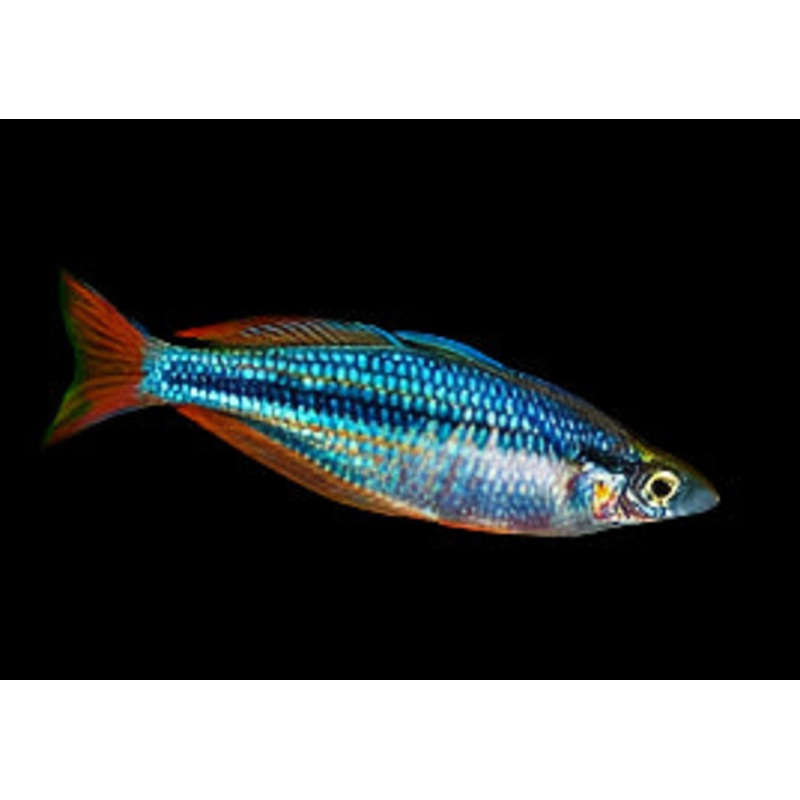 Highlands Rainbowfish (Chilatherina campsi)