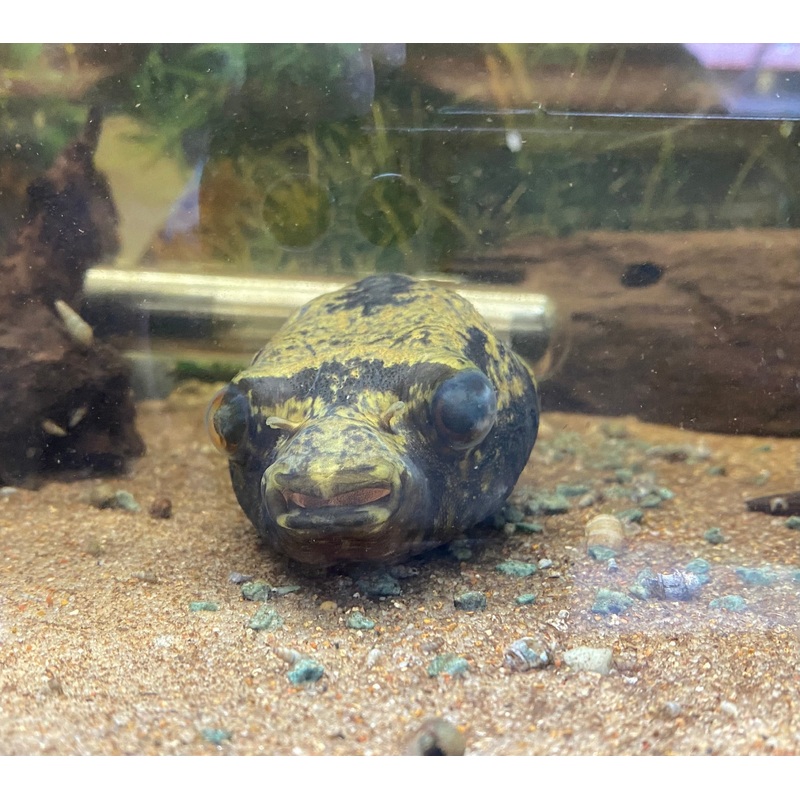 Humpback/Dragon Pufferfish