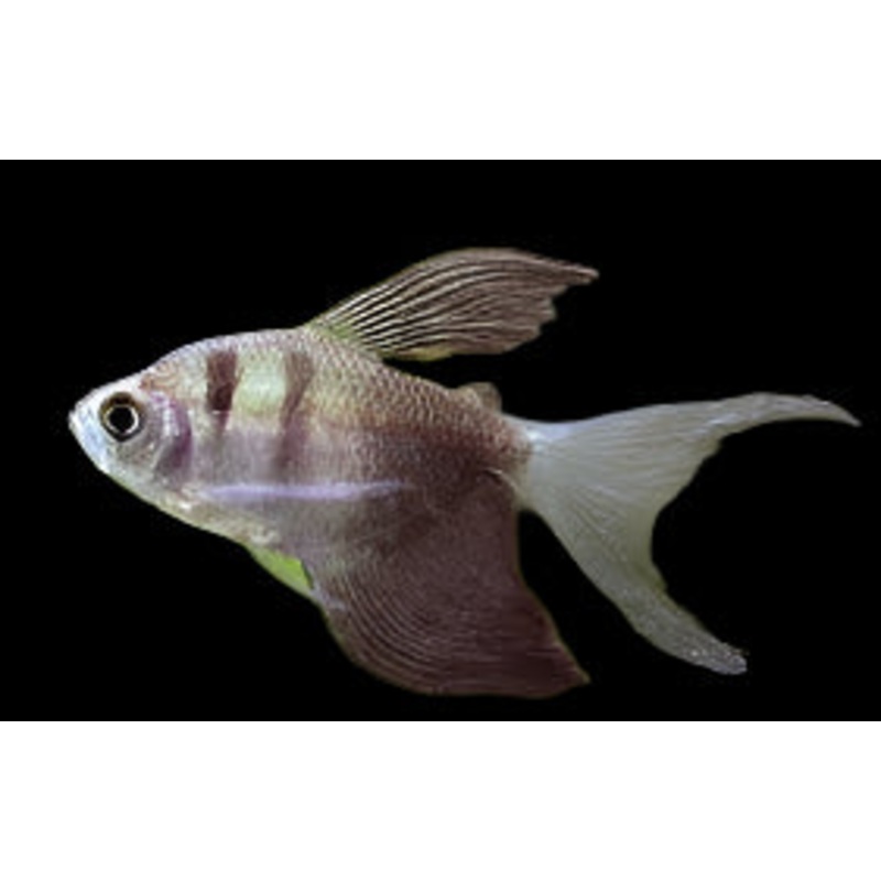 Long Finned Black Skirt Tetra