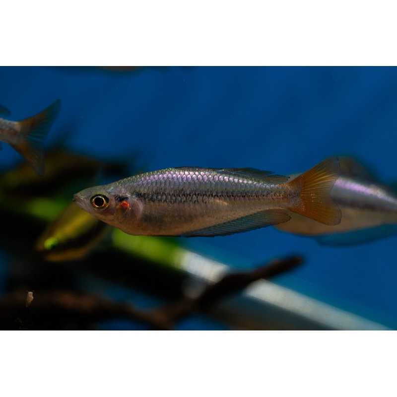 Melanotaenia australis 'Kambolgie Creek'