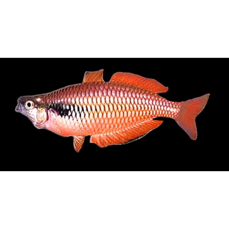 Melanotaenia parva (Locally Bred!)