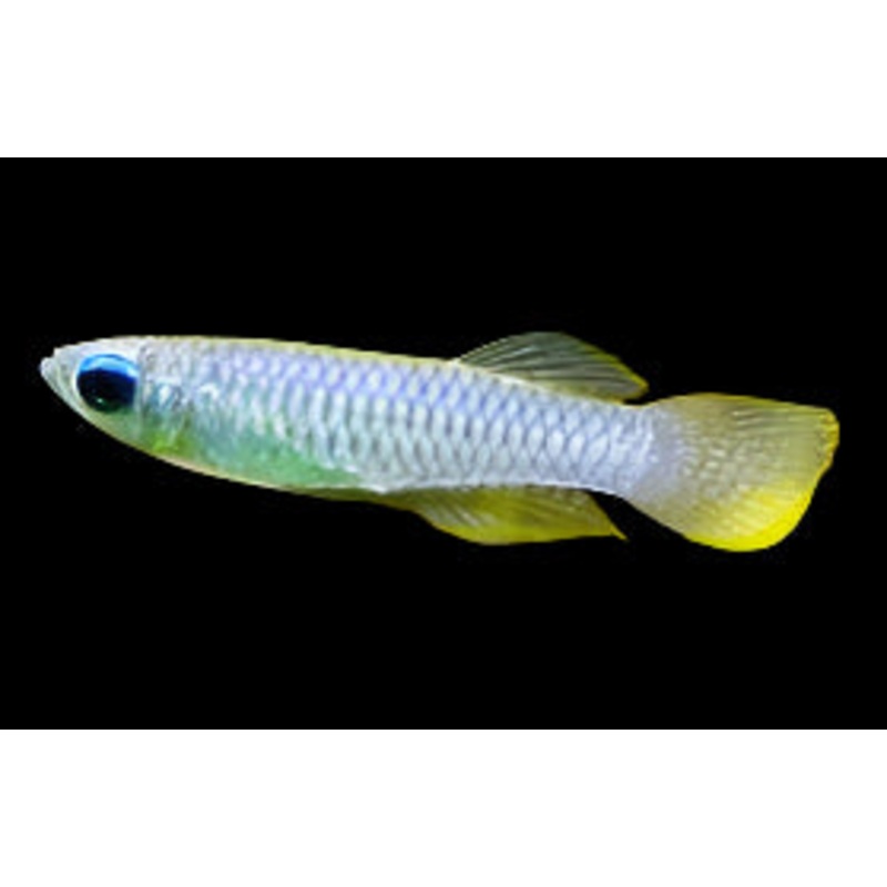 Norman's Lampeye Killifish