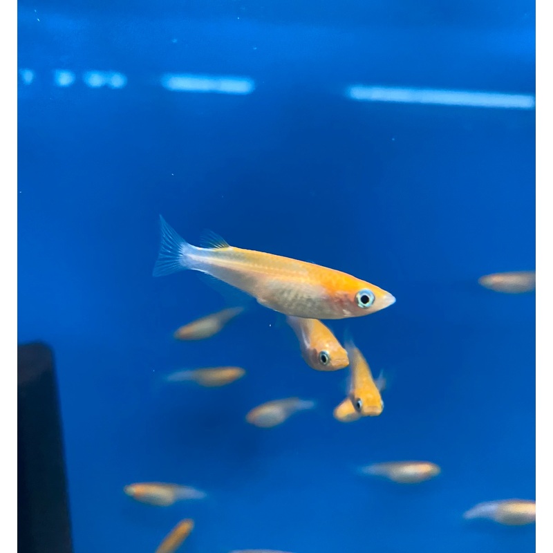 Orange Japanese Ricefish/Youkihi Medaka