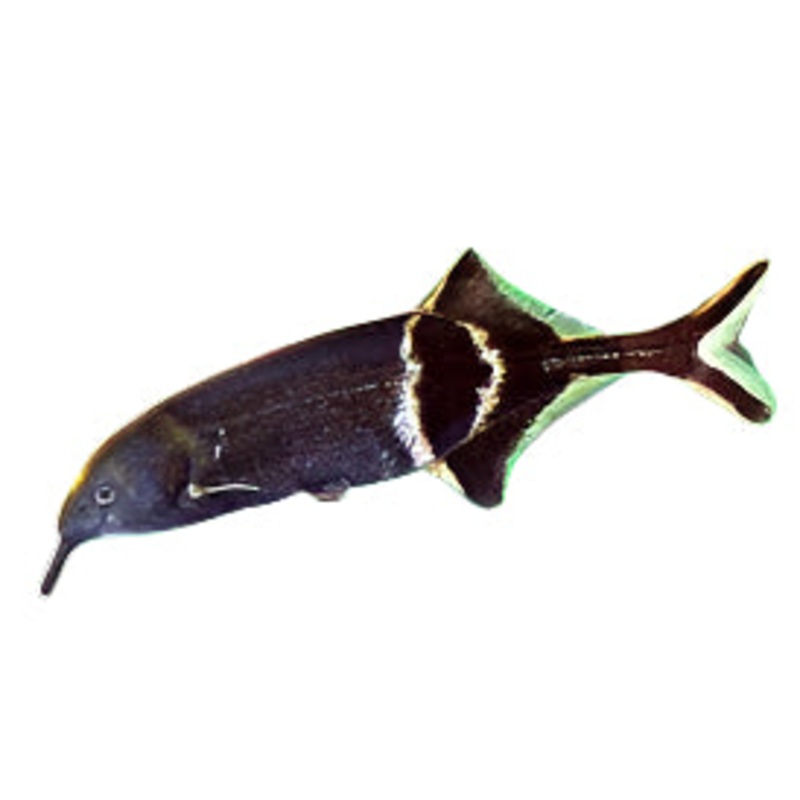 Peter's Elephantnose Mormyrid