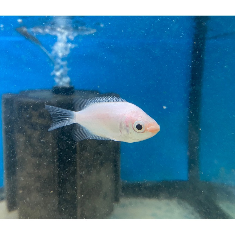 Pink Kissing "Gourami"