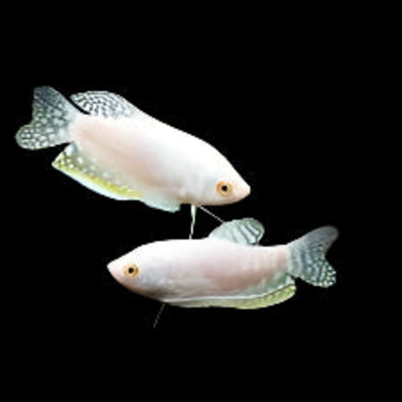 Platinum Gourami