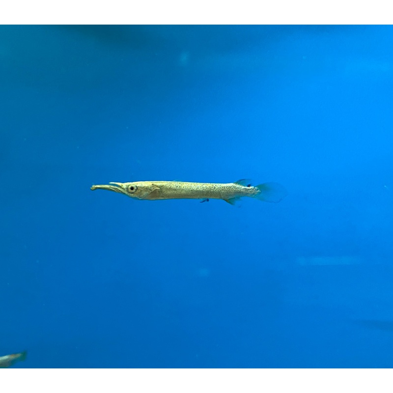 Platinum/Malayan Halfbeak