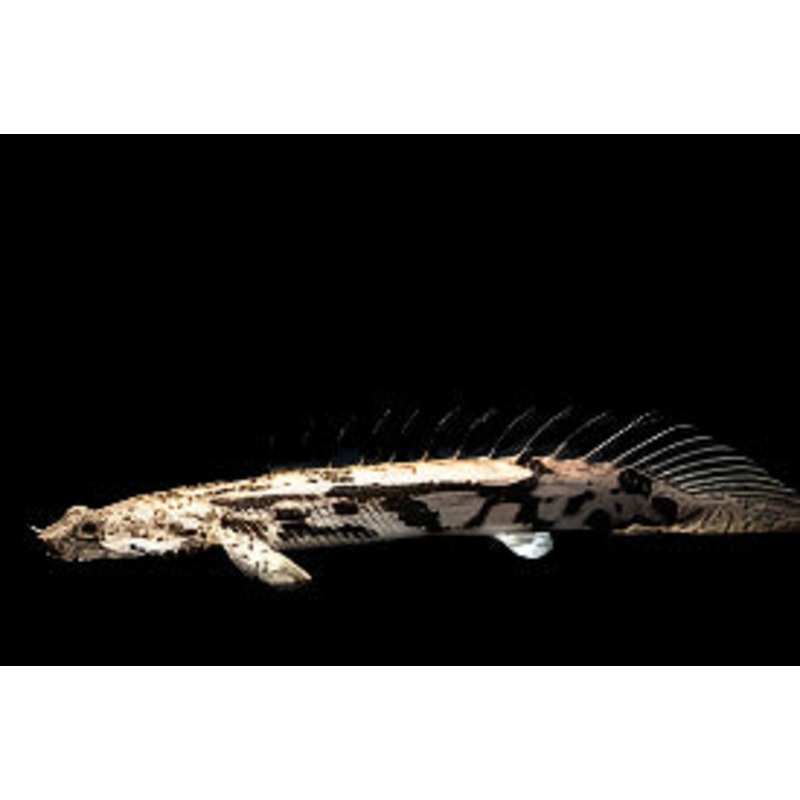 Polypterus endlicheri (Large) (NO LIVE ARRIVAL GUARANTEE)