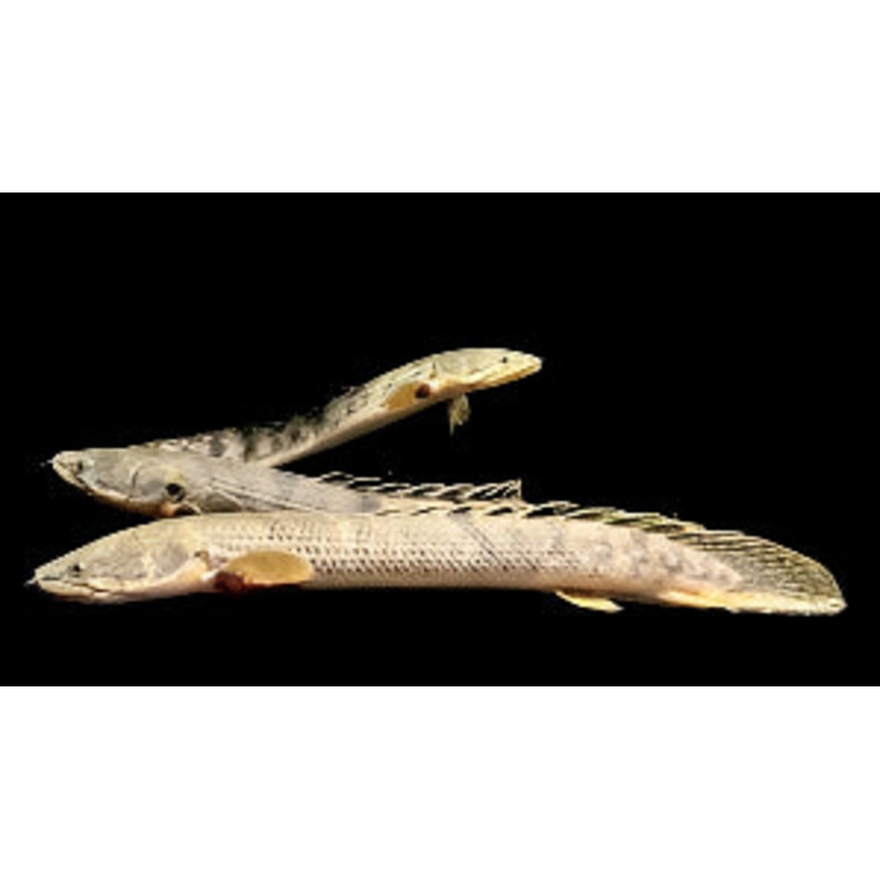 Polypterus weeksii ( XL) (NO LIVE ARRIVAL GUARANTEE)
