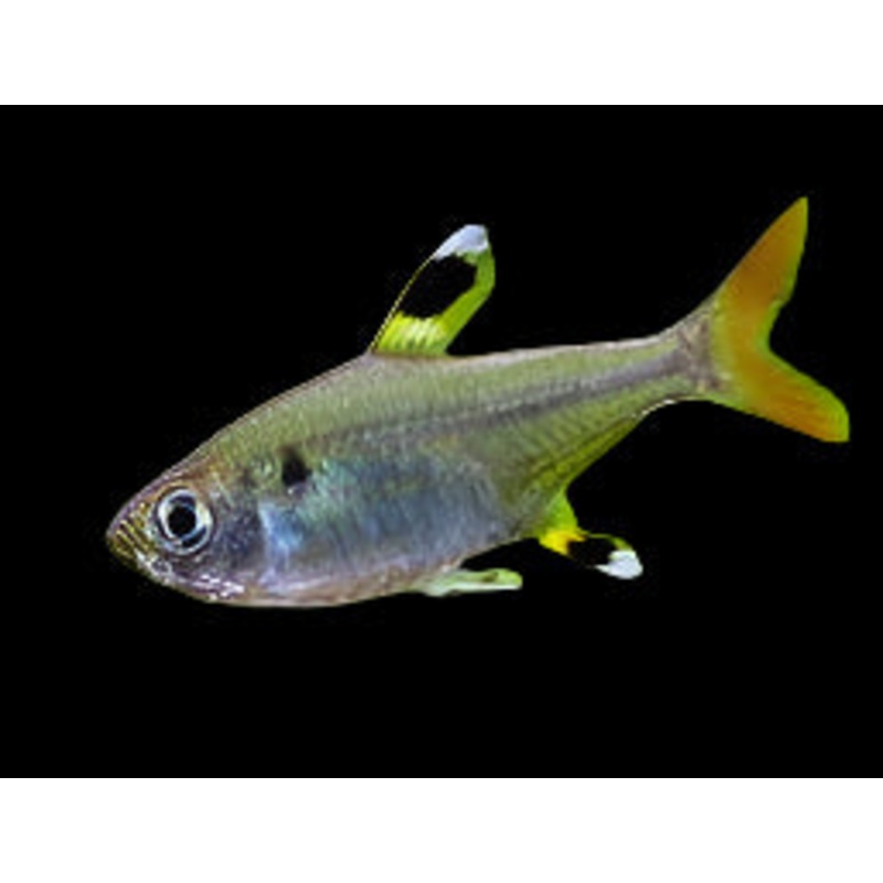 Pristella / X-Ray Tetra
