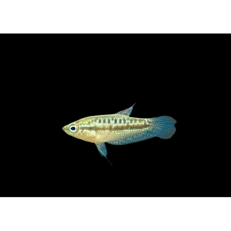 Pygmy Gourami