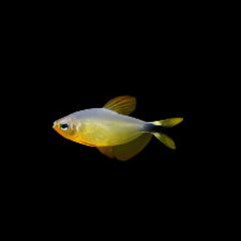 Raccoon Tetra (Rare!)