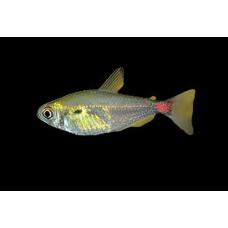 Red Base Tetra