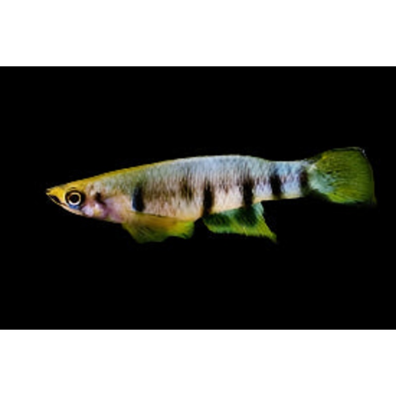 Red Chinned Panchax Killifish