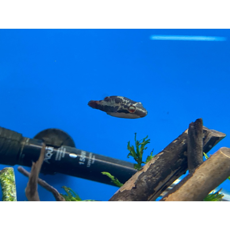 Red-Eye Puffer