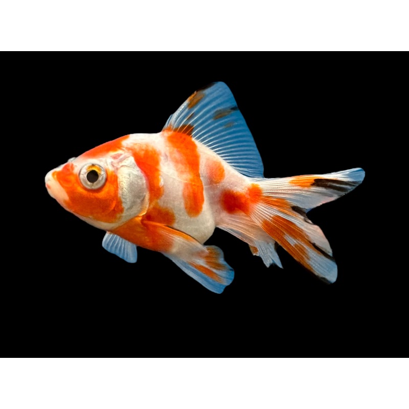 Red & White Ryukin Goldfish