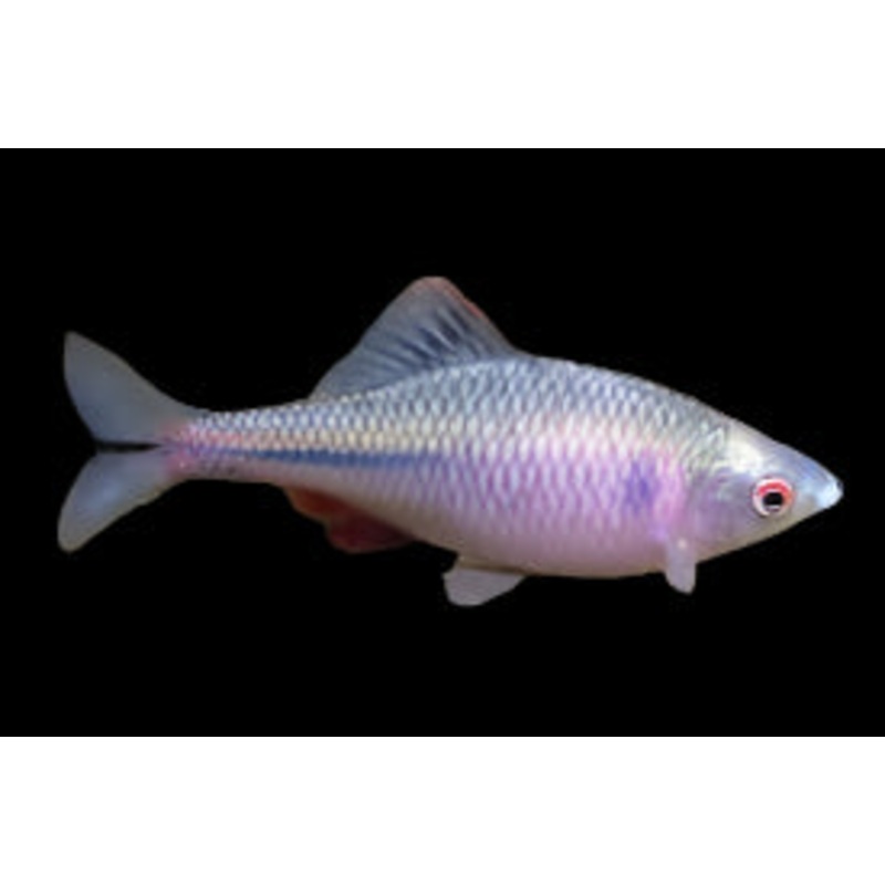 Rosy Bitterling (Males Only)