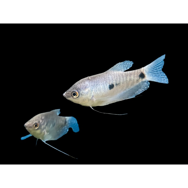 Threespot Gourami