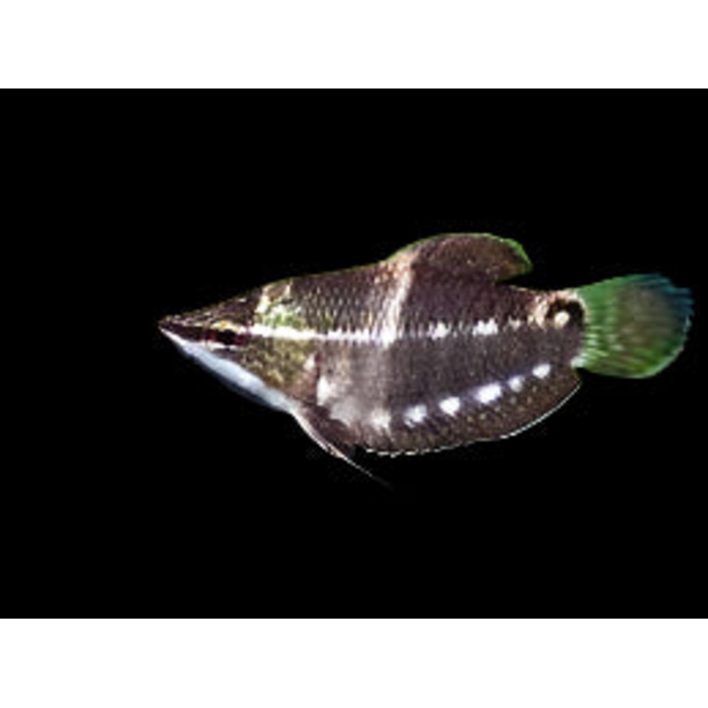 Vaillant's Chocolate Gourami
