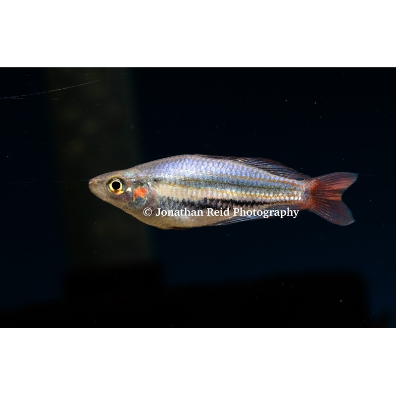 Western Rainbowfish