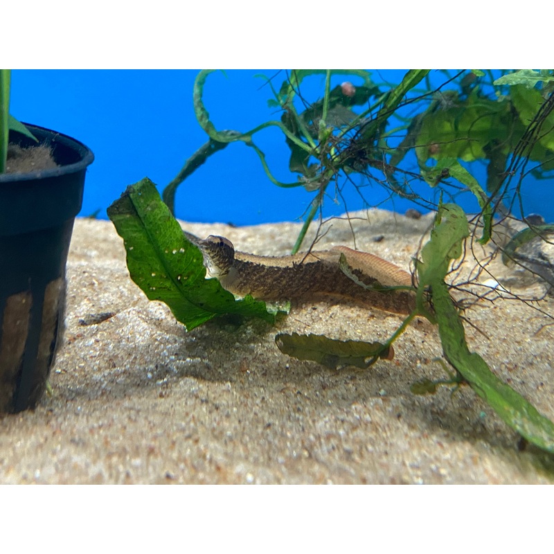 Zig Zag Spiny Eel