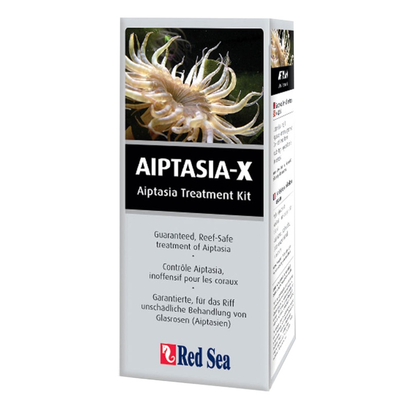 Red Sea Aiptasia - X