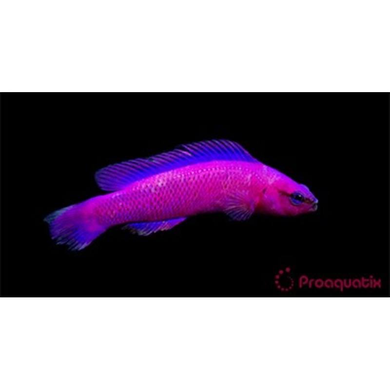 Orchid Dottyback (Pseudochromis fridmani)