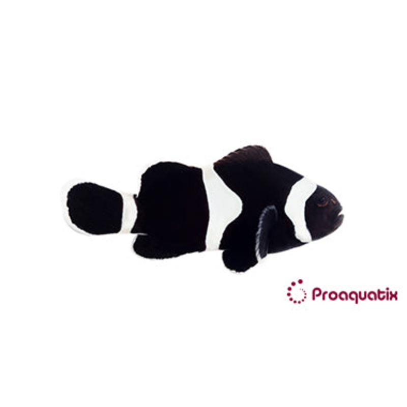 ProA - Black Ocellaris (Amphiprion Ocellaris)