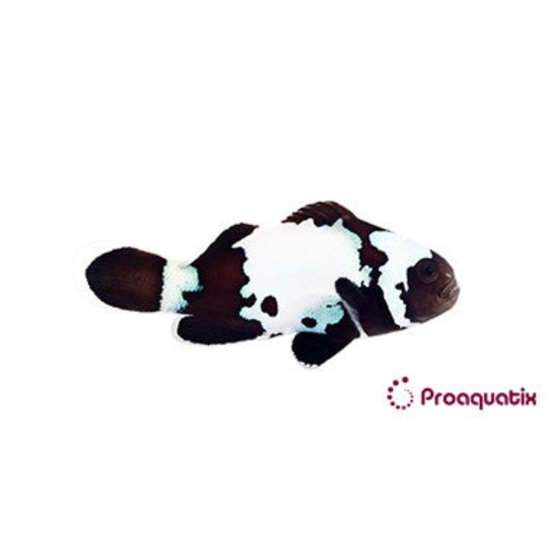 ProA - Black Snowflake (Amphiprion ocellaris)
