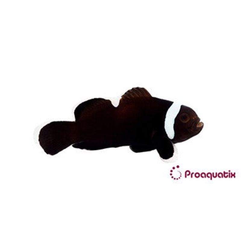 ProA - Extreme Misbar Black (Amphiprion ocellaris)